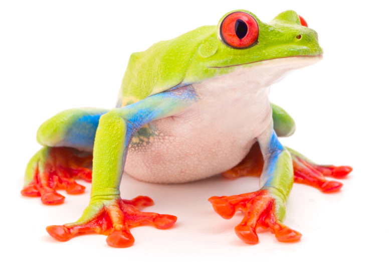 The Human Eye, Night Vision, and....Frogs? How do we see at night?