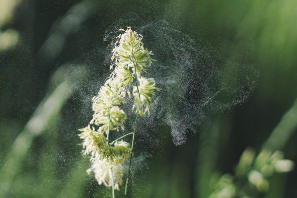 A cloud of pollen radiates from a yellow-colored plant with a green background. Pollen can cause allergic reactions.